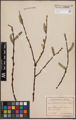 Foto von Salix daphnoides Vill.